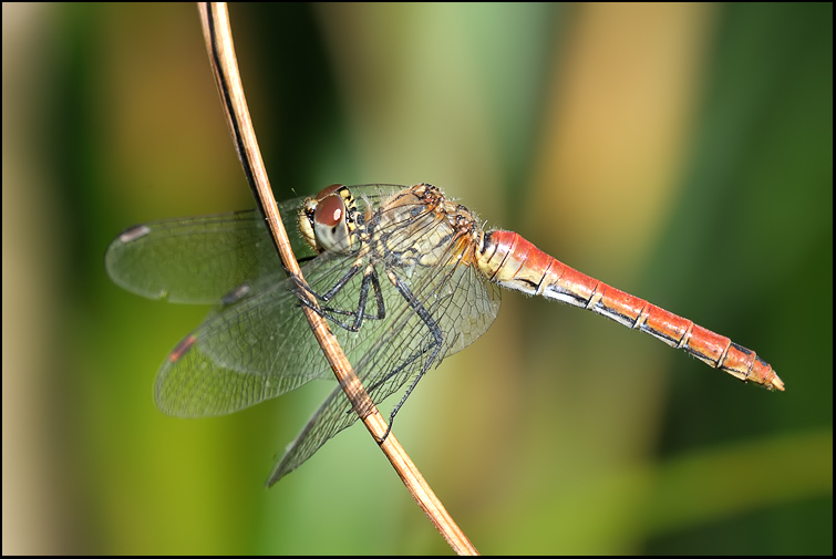 Orthetrum cancellatum vs Sympetrum... depressiusculum ???